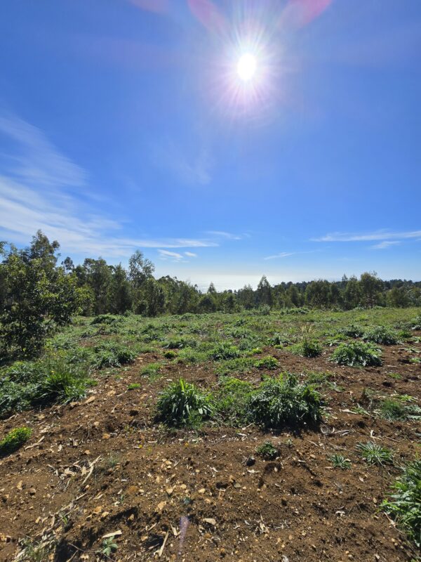 fundo la huella mehuín