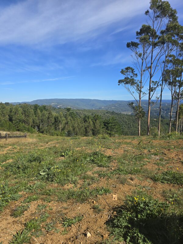 fundo la huella mehuín