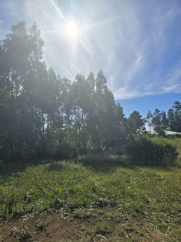 fundo la huella mehuín